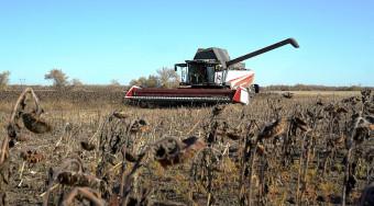 Подсолнечная безрядковая жатка Sun Stream