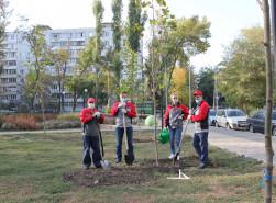 Новые деревья в городском парке от Ростсельмаш